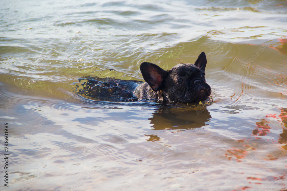 French bulldog on the beach. Splendid young strong black French Bulldog running on sea wave. French bulldog on the beach. Splendid young strong black French Bulldog running on sea wave.