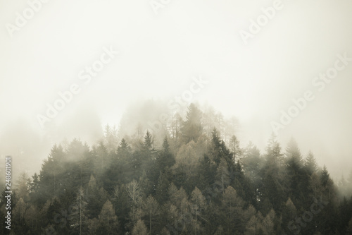 Foggy landscape. Firs tree tops in coniferous forest in the mist. Adamello park, Passo del Tonale, Italy. Melancholic, nostalgic feel. Soft warm tone.
