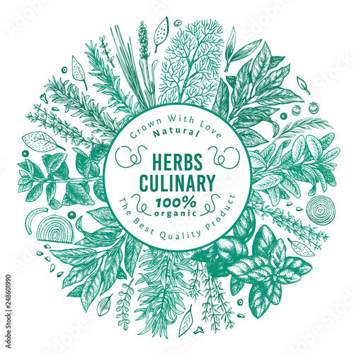 Culinary herbs and spices banner template. Vector background for design menu, packaging, recipes, label, farm market products. Hand drawn vintage botanical illustration.