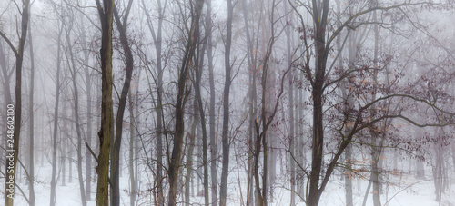 Fragment of winter forest in heavy fog