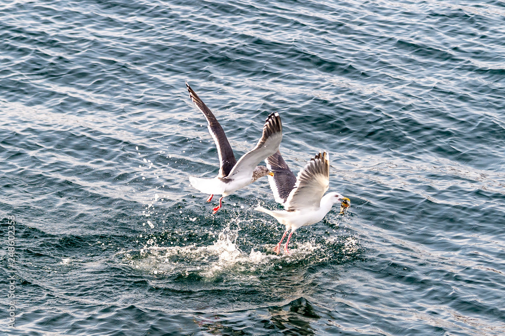 Naklejka premium Flying Predatory Seagulls
