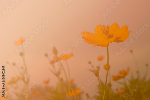 Fototapeta Naklejka Na Ścianę i Meble -  Colorful orange cosmos flower field for soft background. Copy space for your text and content.