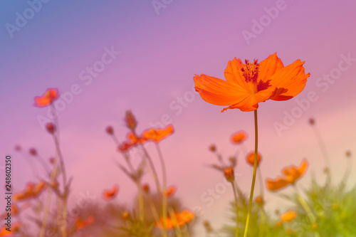 Colorful cosmos flower field for soft background. Copy space for your text and content.