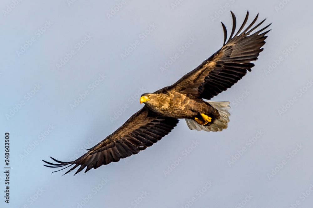Fototapeta premium Flying Predatory White-talied Sea Eagle