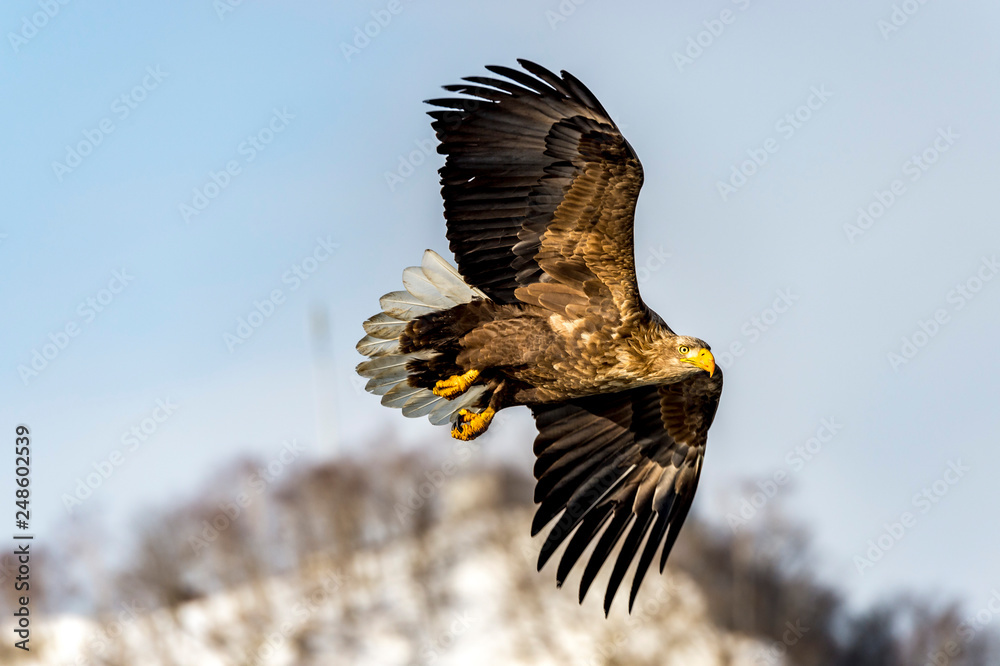 Obraz premium Flying Predatory White-talied Sea Eagle