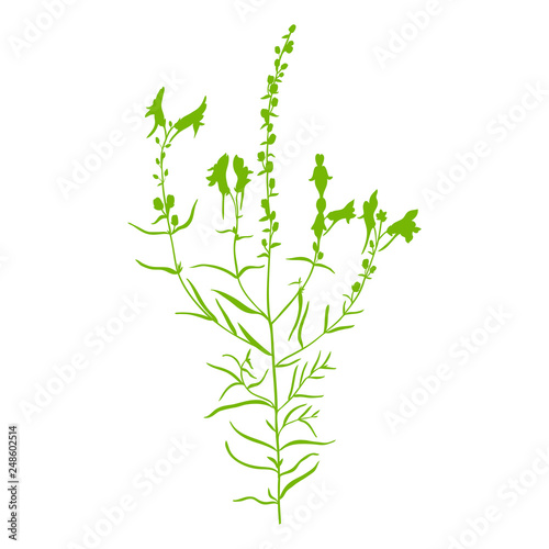 Linaria vulgaris, common toadflax, yellow toadflax or butter-and-eggs is a species of toadflax, snapdragon, Plantaginaceae family, hand drawn vector illustration, doodle silhouette flower isolated