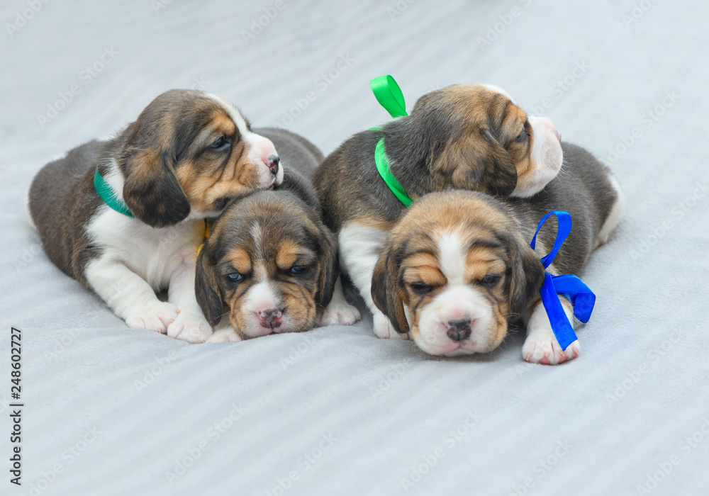 Four puppies of a breed of English Beagle are on a gray blanket. The small cubs of a dog with color ribbons tied to the necks are in indoor. Four puppies of a breed of English Beagle are on a gray blanket. The small cubs of a dog with color ribbons tied to the necks are in indoor.