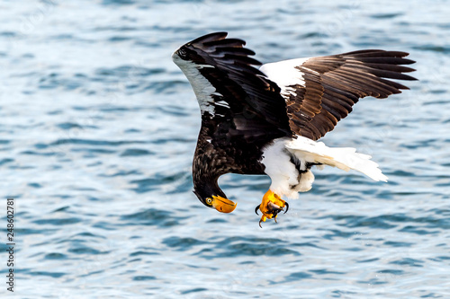 Flying Predatory Stellers Sea-eagle