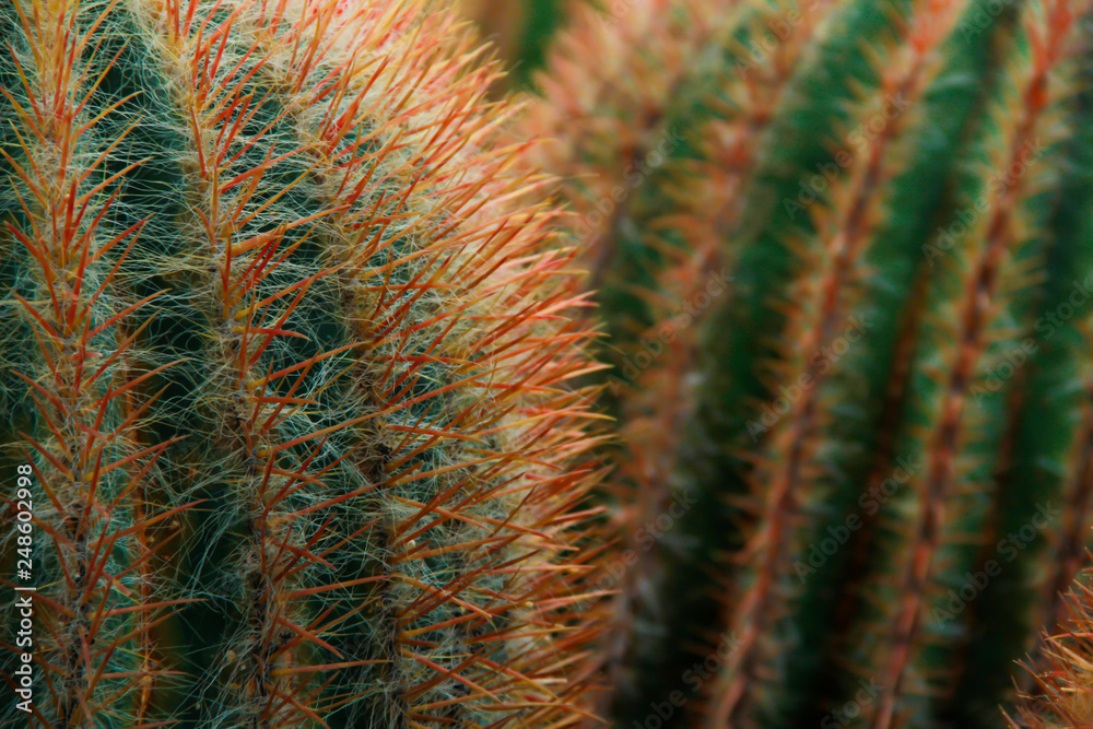 Thang Thong (Golden barrel cactus). thorn cactus tree texture background in hot weather light. Selective focus . Thang Thong (Golden barrel cactus). thorn cactus tree texture background in hot weather light. Selective focus .
