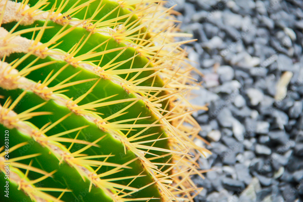 Naklejka premium Thang Thong (Golden barrel cactus). thorn cactus tree texture background in hot weather light. Selective focus .