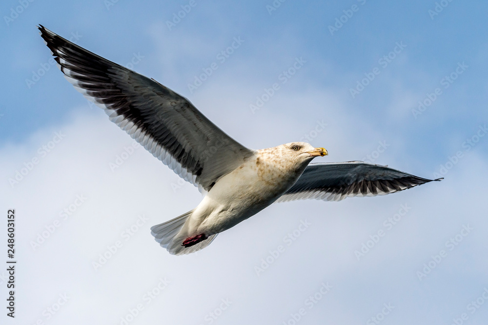 Obraz premium Flying Predatory Seagulls