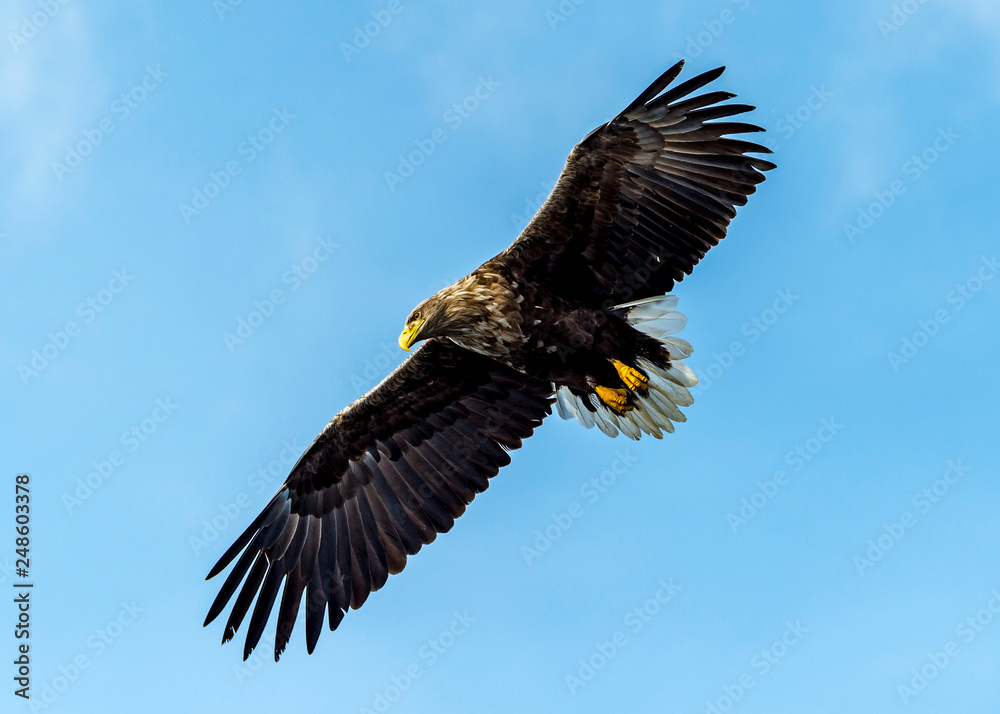 Obraz premium Flying Predatory White-talied Sea Eagle