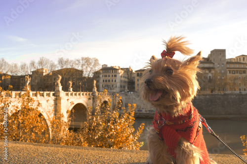 Fototapeta Naklejka Na Ścianę i Meble -  Yorkshire terrier on the street of Rome