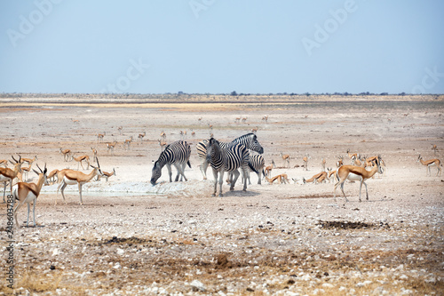 Herd of zebras and springbok antelopes drinks water from drying out lake on white Etosha pan land and blue sky background, Namibia, South Africa, safari in Etosha National Park during the dry season