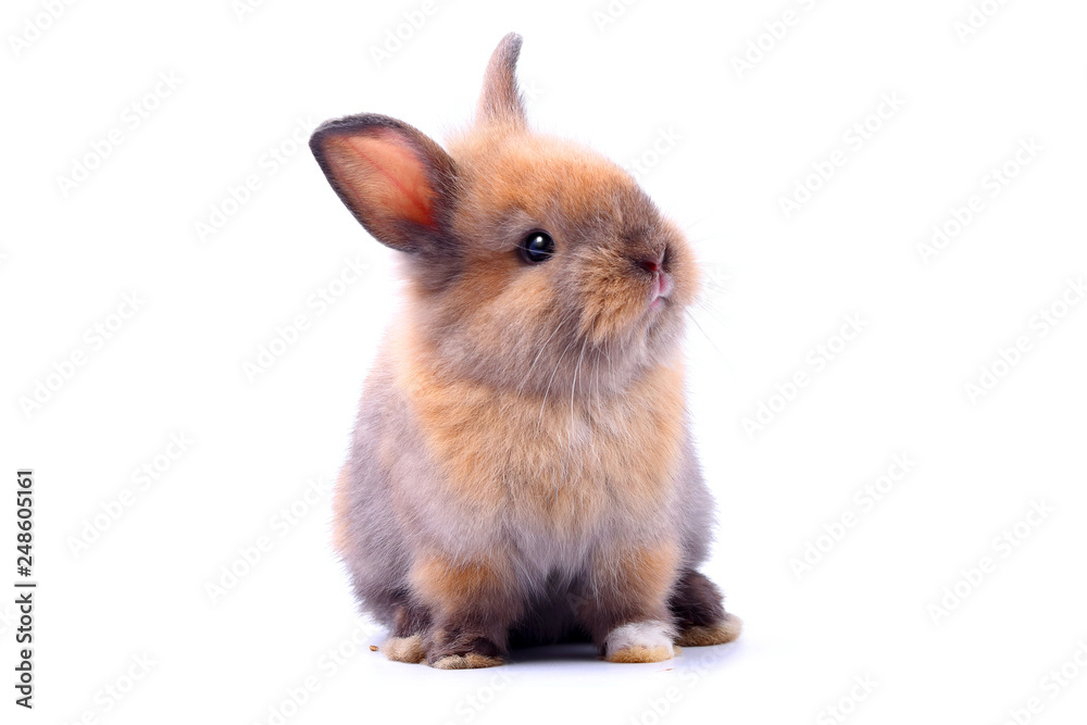 Obraz premium Little rabbit, cute ears, sitting on a white background