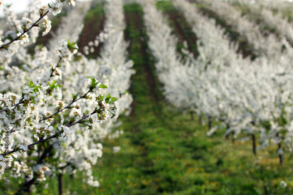 cherry orchard in spring landscape agriculture cherry orchard in spring landscape agriculture