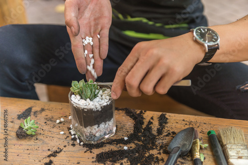 Gardener decorate the Mini succulent plants and cactus in glass terrarium with white gravel