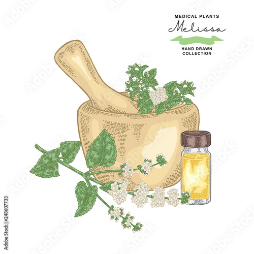 Melissa officinalis flowers and leaves. Medical plants set. Vector illustration hand drawn.