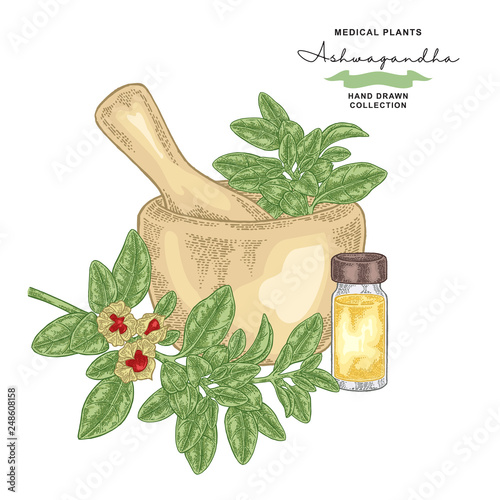 Ashwagandha branch with leaves and berries. Medical plants set. Vector illustration hand drawn.