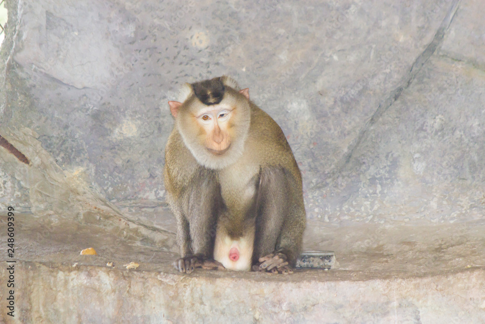 Very funny monkey Very funny monkey