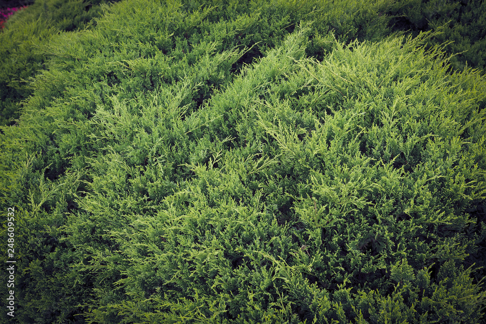 green pine tree in nature