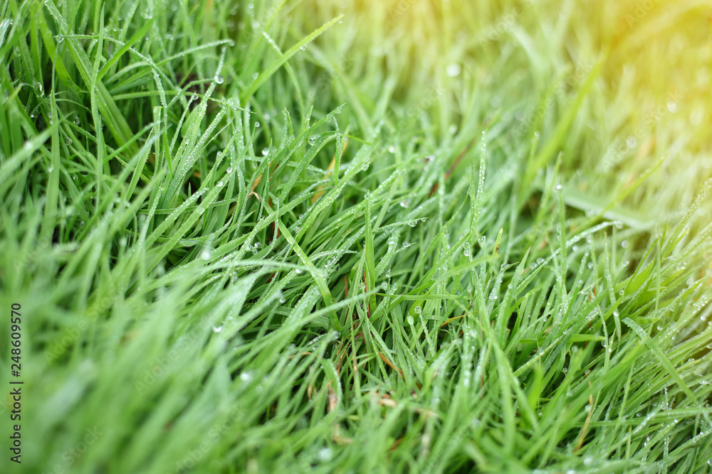 water dew drop on green grass garden water dew drop on green grass garden