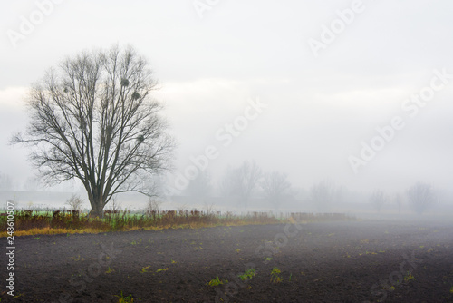 mgła na polu, jesień