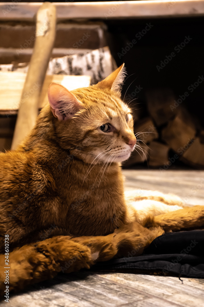 red cat by the fireplace