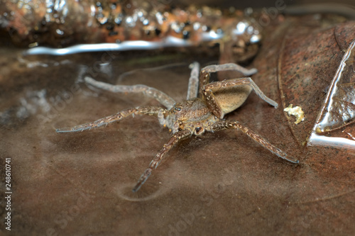 A semi-acquatic great or fen raft spider (Dolomedes plantarius) hunting its prey walking on the surface of water between brown dead leaves in a swamp