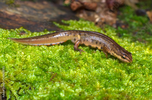 Tableau sur toile Adult specimen of common or smooth newt (Lissotriton vulgaris; formerly Triturus