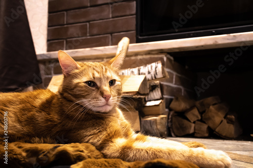 red cat by the fireplace photo