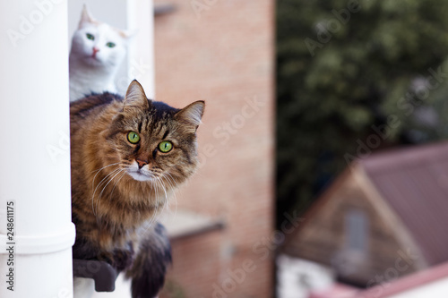 Long-haired Siberian cat of tabby colour looks out from the window, other one of white colour is behind. Impressive look, green eyes. Animal in our home. Close up, outdoors, copy space. photo