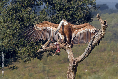 fressender Gänsegeier (Gyps fulvus) frisst totes Kaninchen - Griffon vulture photo