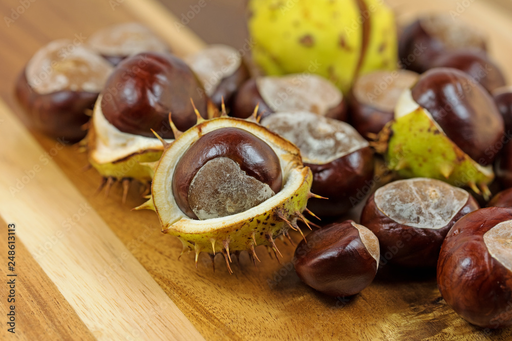 Rosskastanien, Aesculus hippocastanum, Nahaufnahme Rosskastanien, Aesculus hippocastanum, Nahaufnahme