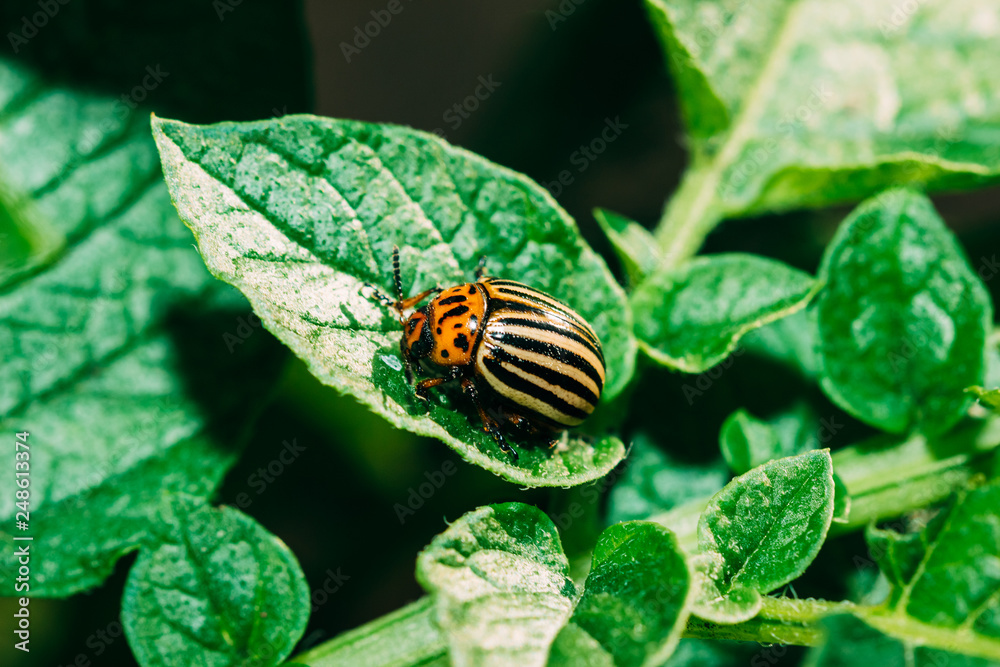 Beautiful Colorado beetle close-up on a potato leaf in a vegetable garden Beautiful Colorado beetle close-up on a potato leaf in a vegetable garden