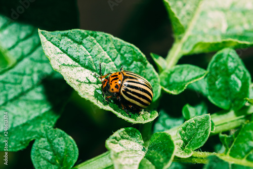 Beautiful Colorado beetle close-up on a potato leaf in a vegetable garden