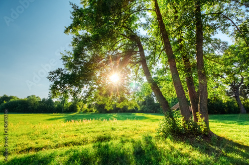 Sun in branches with green foliage of an oak tree in a summer field. Landscape