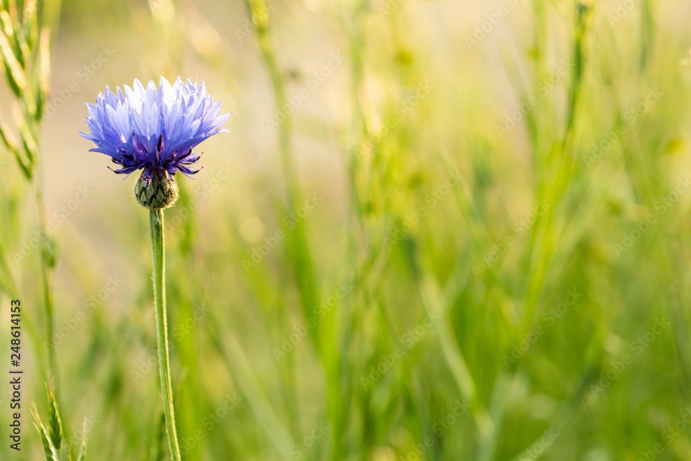 Blue flower in a spring grass field Blue flower in a spring grass field