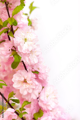 Beautiful pink almond blossoms on white background.
