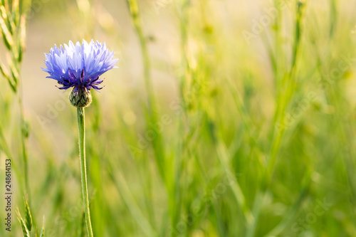 Blue flower in a spring grass field