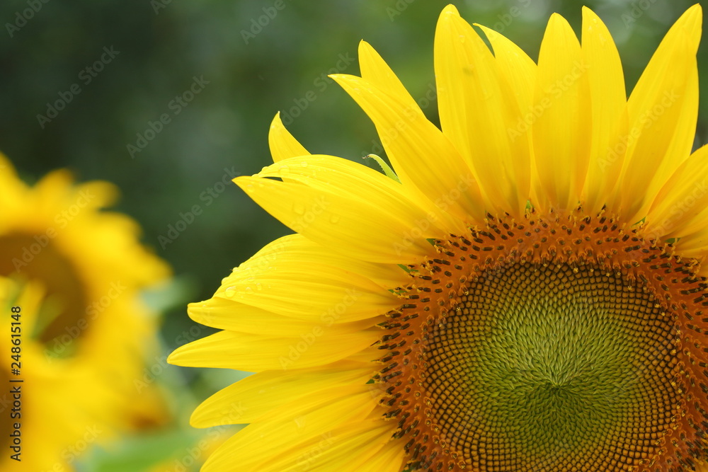 beautiful sunflower blooming in the morning day of springtime beautiful sunflower blooming in the morning day of springtime