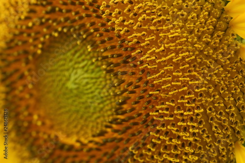 beautiful pollen sunflower flora