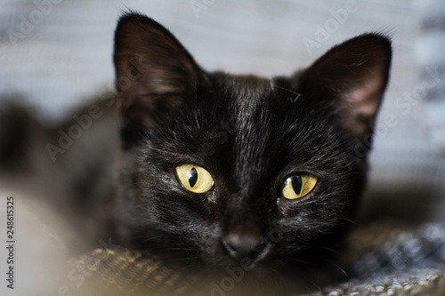 Il musetto di una gattina nera di tre mesi che ti guarda con occhi curiosi photo