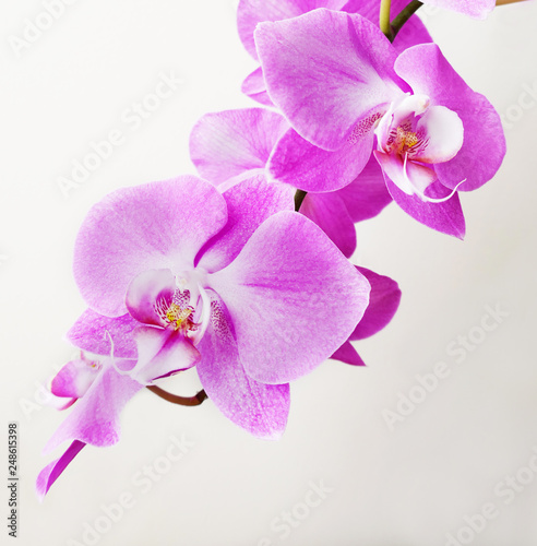 Orchid flower  at for postcard beauty and agriculture idea concept design