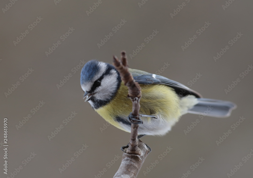 Obraz premium Portrait of a little blue tit , которая sittingon a branch on a brown blurred background.
