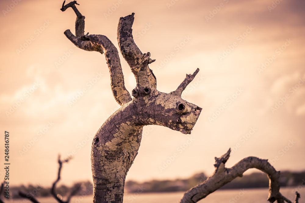 Fototapeta premium tree in the desert