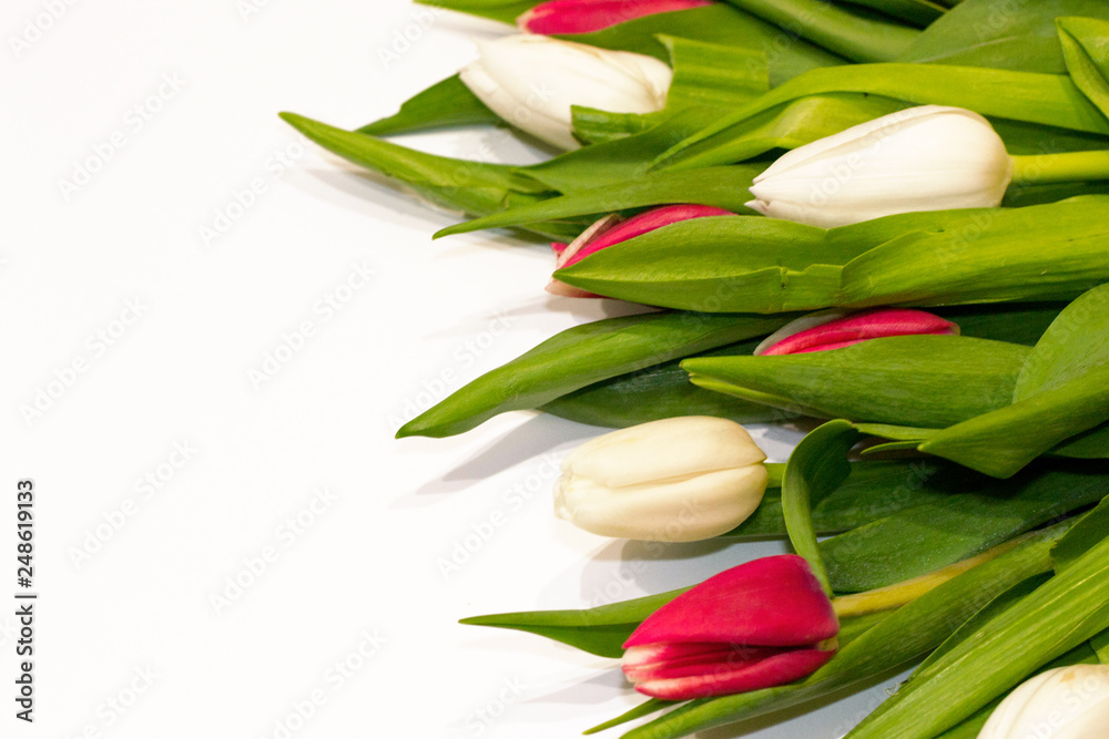 Floral red and white tulip background for Valentine's Day, International woman's day, Mother's day celebrating with copy space. Bouquet of flowers isolated on white. Copy space, top view. Floral red and white tulip background for Valentine's Day, International woman's day, Mother's day celebrating with copy space. Bouquet of flowers isolated on white. Copy space, top view.