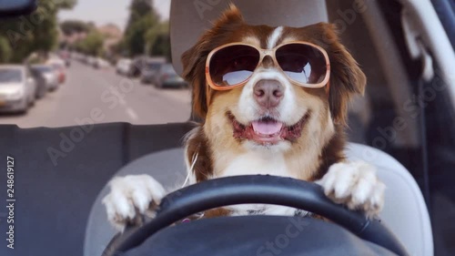 A dog driving a car on a suburban street wearing funny sunglasses