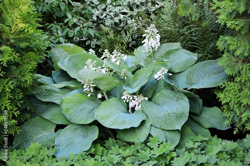 Magnificent giant hosta with blue leaves in the garden at the time of flowering in summer