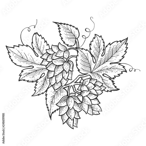 Hops plant engraving sketch vector illustration. Scratch board style imitation. Black and white hand drawn image.